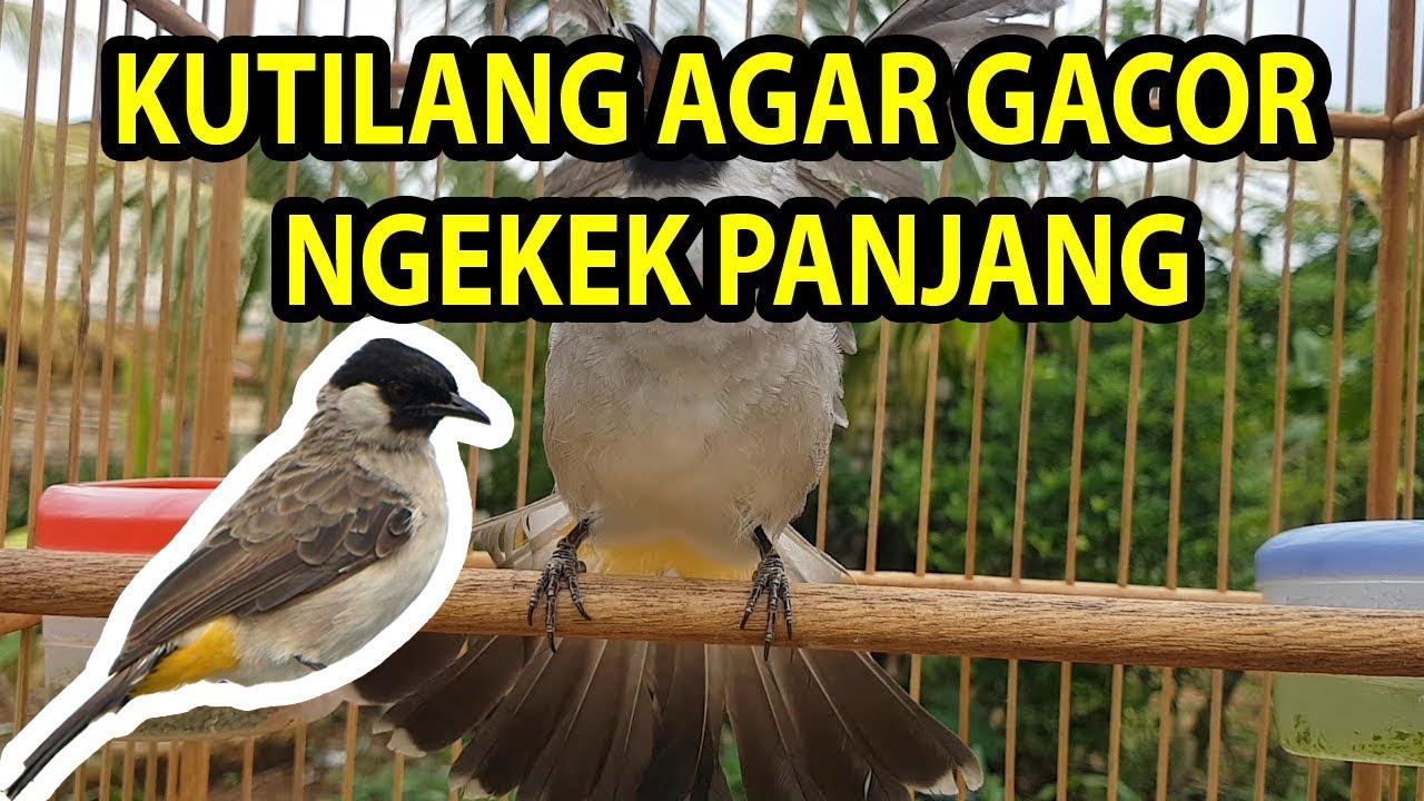 Agen Gacor Alternatif Terbaik: Solusi Jitu untuk Burung Kicau