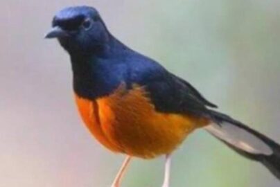 Daftar Gacor Qris: Panduan Lengkap untuk Mendapatkan Suara Burung Gacor