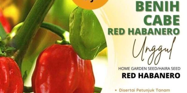 Belanja Habanero Online: Nikmati Pedasnya di Rumah Anda!