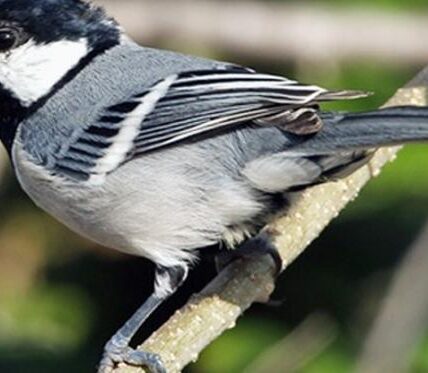 10 Suara Burung Gacor Populer Terbaik yang Wajib Anda Kenali