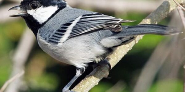 10 Suara Burung Gacor Populer Terbaik yang Wajib Anda Kenali