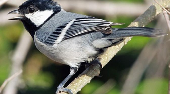 10 Suara Burung Gacor Populer Terbaik yang Wajib Anda Kenali
