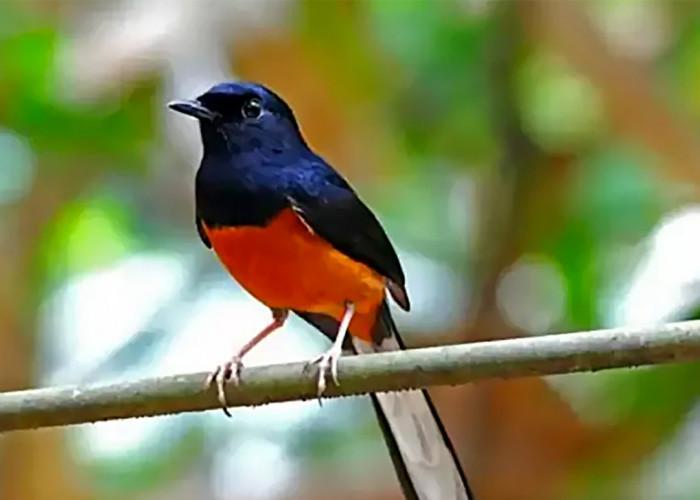 Bandar Gacor Anti Rungkat: Solusi Terbaik untuk Suara Merdu Burung