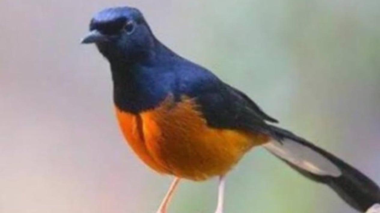 Daftar Gacor Qris: Panduan Lengkap untuk Mendapatkan Suara Burung Gacor